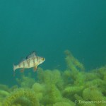 , Flussbarsch (Perca fluviatilis), Tauchen in Deutschland. Tauchrevier Deutschland