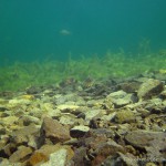 , Flussbarsch (Perca fluviatilis), Tauchen in Deutschland. Tauchrevier Deutschland