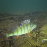 , Flussbarsch (Perca fluviatilis), Tauchen in Deutschland. Tauchrevier Deutschland