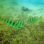 , Flussbarsch (Perca fluviatilis), Tauchen in Deutschland. Tauchrevier Deutschland