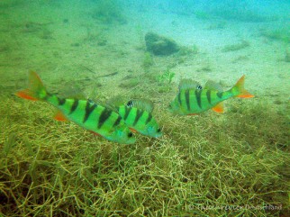 2014_Flussbarsch (124)