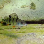 , Flussbarsch (Perca fluviatilis), Tauchen in Deutschland. Tauchrevier Deutschland