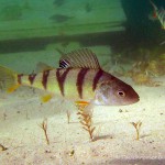 , Flussbarsch (Perca fluviatilis), Tauchen in Deutschland. Tauchrevier Deutschland