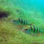 , Flussbarsch (Perca fluviatilis), Tauchen in Deutschland. Tauchrevier Deutschland