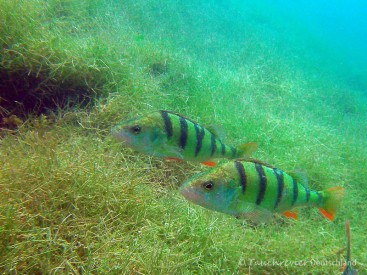 2014_Flussbarsch (129)