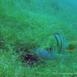 , Flussbarsch (Perca fluviatilis), Tauchen in Deutschland. Tauchrevier Deutschland