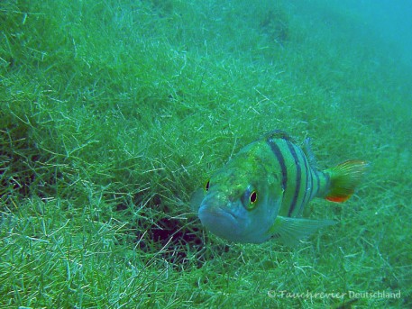 2014_Flussbarsch (130)