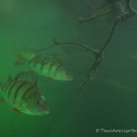 , Flussbarsch (Perca fluviatilis), Tauchen in Deutschland. Tauchrevier Deutschland