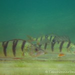 , Flussbarsch (Perca fluviatilis), Tauchen in Deutschland. Tauchrevier Deutschland