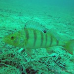 , Flussbarsch (Perca fluviatilis), Tauchen in Deutschland. Tauchrevier Deutschland