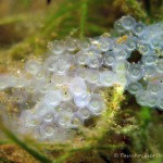 Flußbarsch Laichkette, Flussbarsch (Perca fluviatilis), Tauchen in Deutschland. Tauchrevier Deutschland