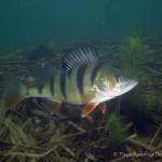 Flussbarsch (Perca fluviatilis), Tauchen in Deutschland. Tauchrevier Deutschland