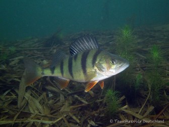 2014_Flussbarsch (136)