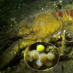 Kamberkrebs, Amerikanischer Flusskrebs, Tauchen in Deutschland