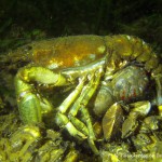 Kamberkrebs, Amerikanischer Flusskrebs, Paarung, Tauchen in Deutschland