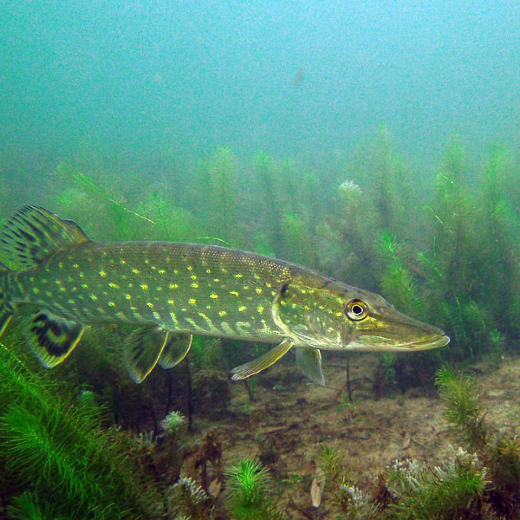 Hecht (Esox lucius) Tauchrevier Deutschland