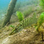 Hecht, Tauchen im Helenesee, Tauchen in Brandenburg