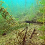 Hecht, Tauchen im Helenesee, Tauchen in Brandenburg