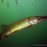 Hecht , Tauchen im Straussee, Tauchen in Brandenburg