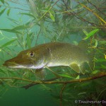 Hecht , Tauchen im Straussee, Tauchen in Brandenburg