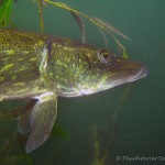 Hecht , Tauchen im Straussee, Tauchen in Brandenburg