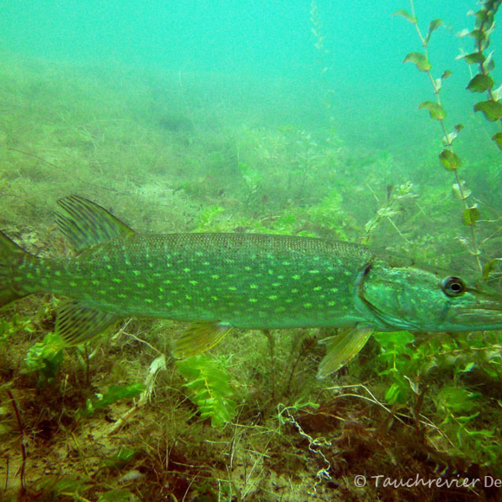 Hecht (Esox lucius) Tauchrevier Deutschland