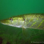 Hecht , Tauchen im Straussee, Tauchen in Brandenburg