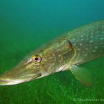 Hecht, Tauchen im Echinger Weiher, Tauchen in Bayern