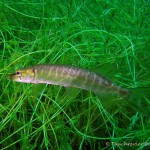 Hecht, Tauchen im Echinger Weiher, Tauchen in Bayern