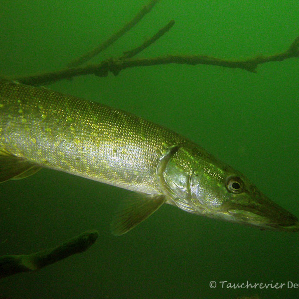 Hecht (Esox lucius) Tauchrevier Deutschland
