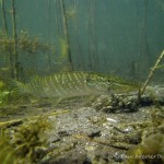 Hecht, Tauchen im Werbellinsee, Tauchen in Brandenburg