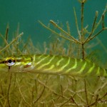 Junghecht, Tauchen im Werbellinsee, Tauchen in Brandenburg