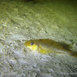 Kaulbarsch (Gymnocephalus cernua), Tauchen in Deutschland, Tauchrevier Deutschland