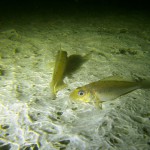 Kaulbarsch (Gymnocephalus cernua), Tauchen in Deutschland, Tauchrevier Deutschland