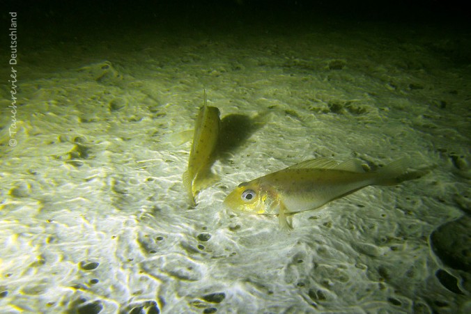 2014_Kaulbarsch (103)