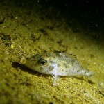 Kaulbarsch (Gymnocephalus cernua), Tauchen in Deutschland, Tauchrevier Deutschland