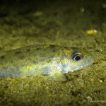 Kaulbarsch (Gymnocephalus cernua), Tauchen in Deutschland, Tauchrevier Deutschland