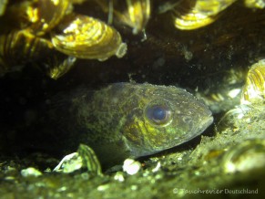 2014_Kaulbarsch (110)