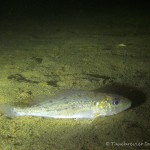 Kaulbarsch (Gymnocephalus cernua), Tauchen in Deutschland, Tauchrevier Deutschland