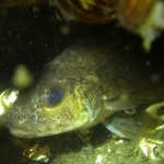 Kaulbarsch (Gymnocephalus cernua), Tauchen in Deutschland, Tauchrevier Deutschland