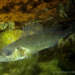 Kaulbarsch (Gymnocephalus cernua), Tauchen in Deutschland, Tauchrevier Deutschlander Rückenflosse