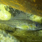 Kaulbarsch (Gymnocephalus cernua), Tauchen in Deutschland, Tauchrevier Deutschland