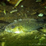 Kaulbarsch (Gymnocephalus cernua), Tauchen in Deutschland, Tauchrevier Deutschland