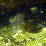 Kaulbarsch (Gymnocephalus cernua), Tauchen in Deutschland, Tauchrevier Deutschland