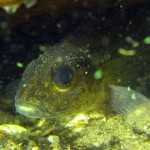 Kaulbarsch (Gymnocephalus cernua), Tauchen in Deutschland, Tauchrevier Deutschland