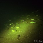 Kaulbarsch (Gymnocephalus cernua), Tauchen in Deutschland, Tauchrevier Deutschland