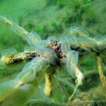 Moostierchen (Ectoprocta), Tauchen in Deutschland