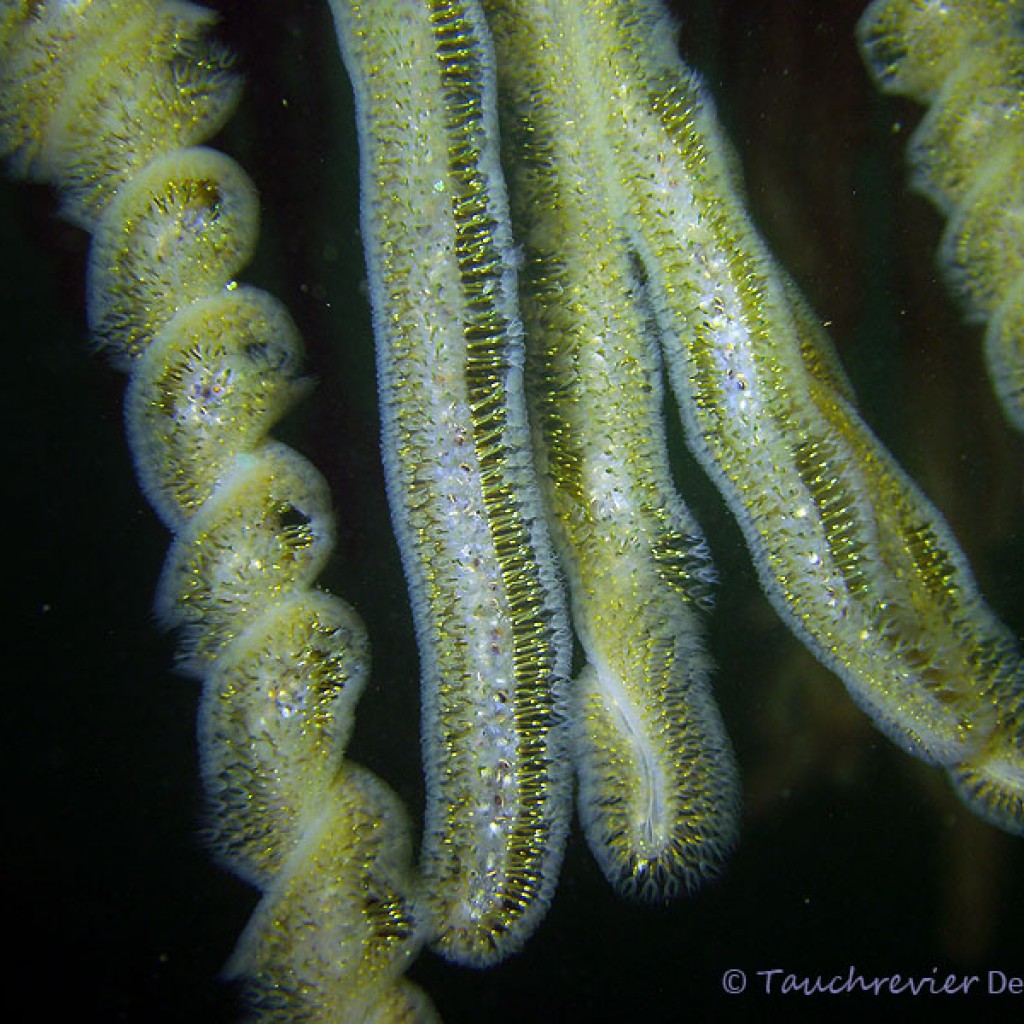 Moostierchen (Ectoprocta) Tauchrevier Deutschland