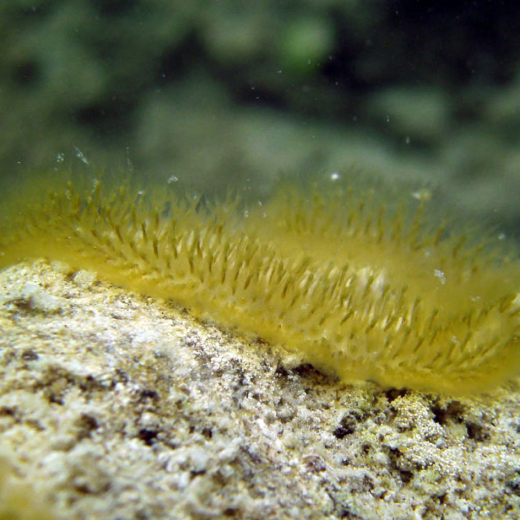 Moostierchen (Ectoprocta) Tauchrevier Deutschland