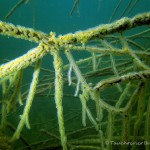 Moostierchen Kolonie, Moostierchen (Ectoprocta), Tauchen in Deutschland